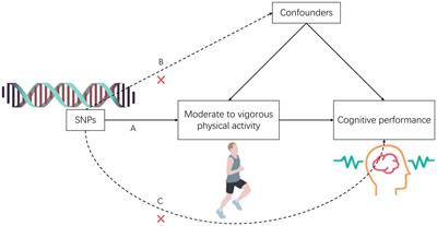 Prolonged moderate to vigorous physical activity may lead to a decline in cognitive performance: a Mendelian randomization study